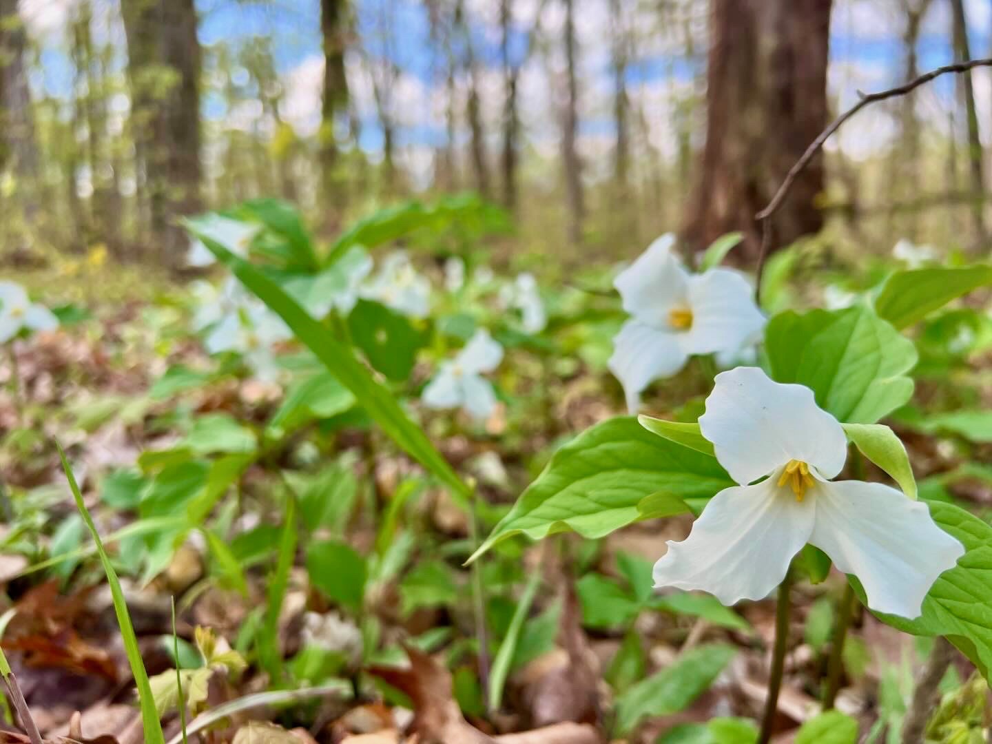 White trilliums with woods in the background